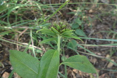 Blepharispermum subsessile